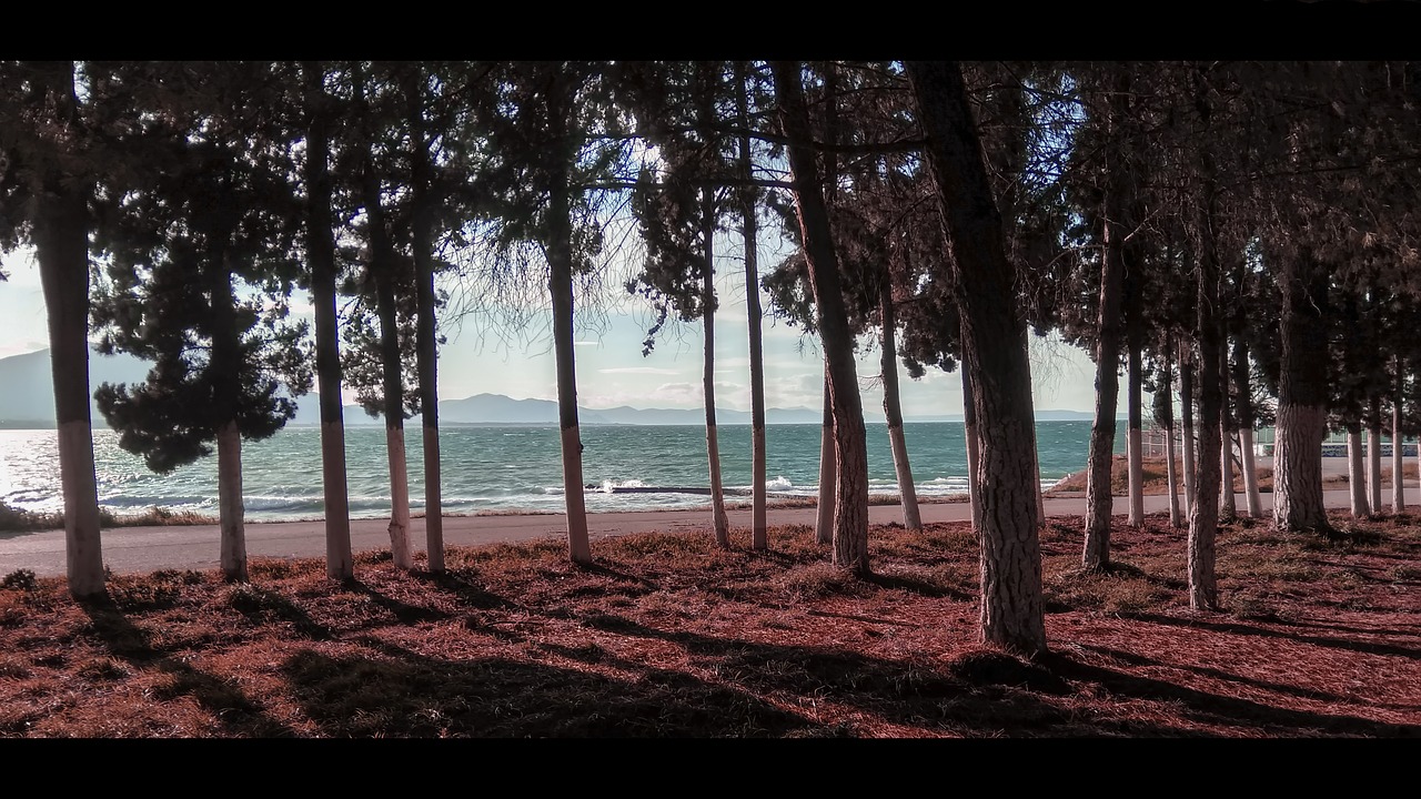 sea  trees  landscape free photo