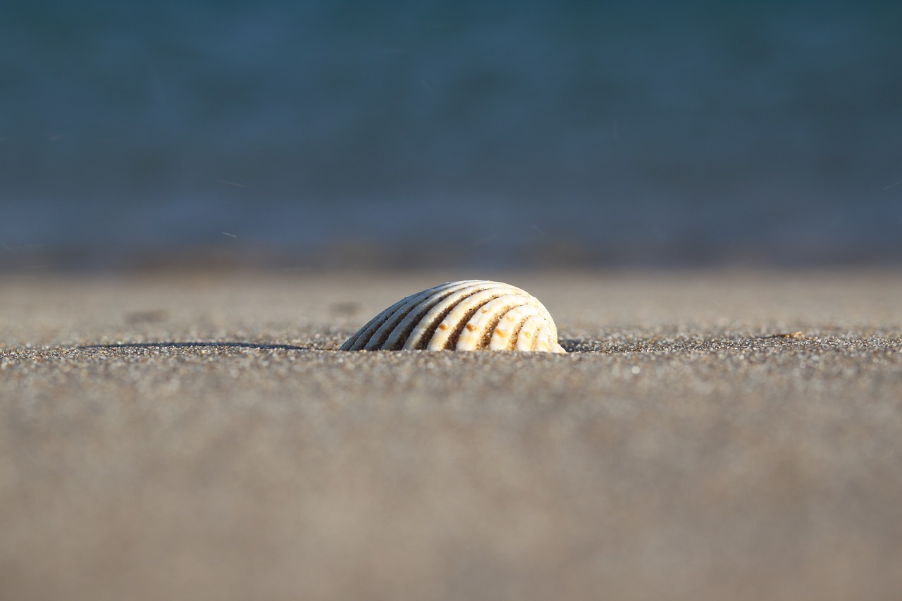 sea  sand  seashell free photo