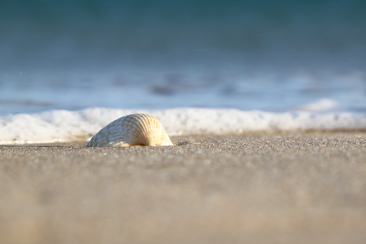 sea  sand  seashell free photo