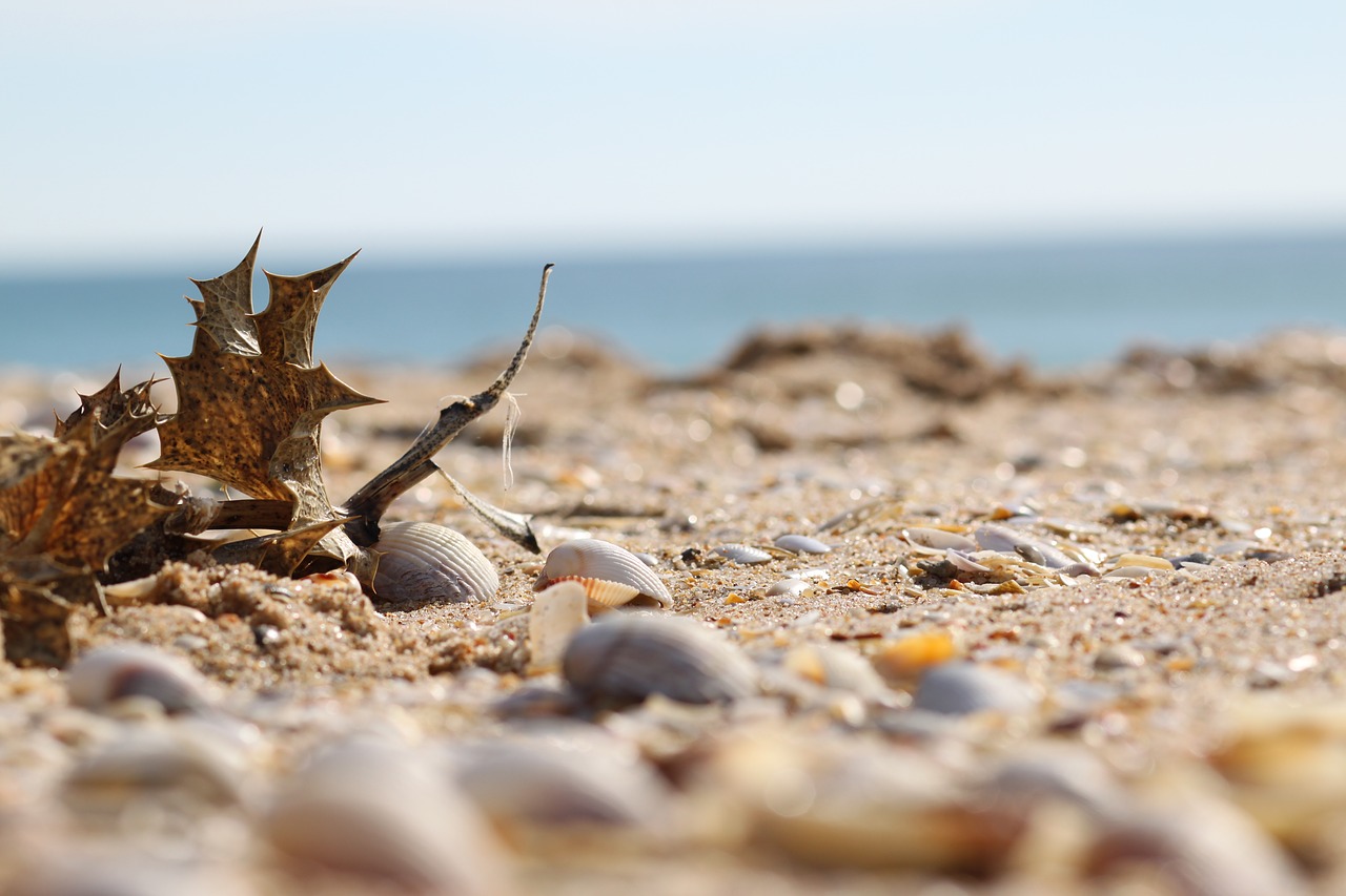 sea  sand  shells free photo