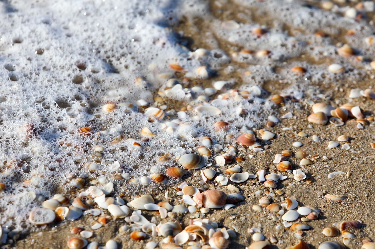 sea  beach  summer free photo