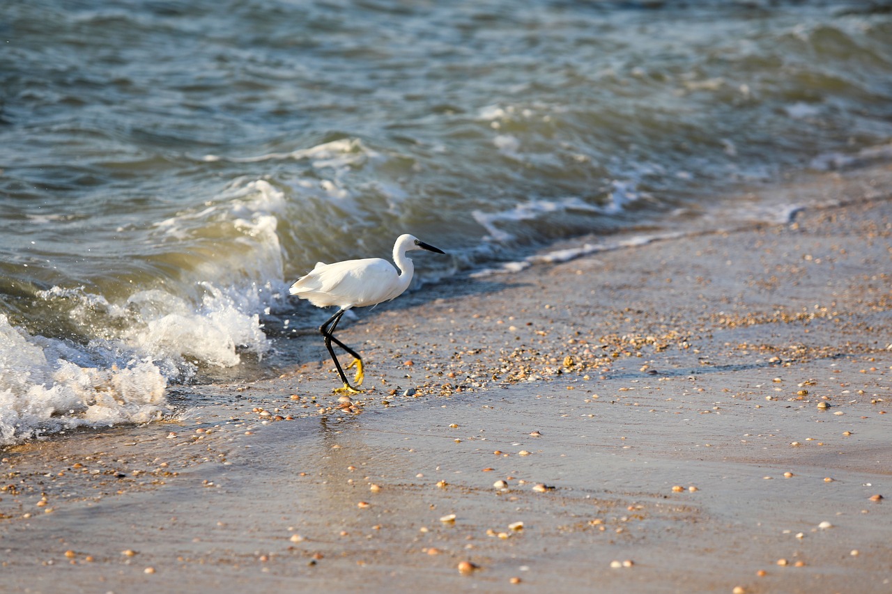 sea  beach  summer free photo