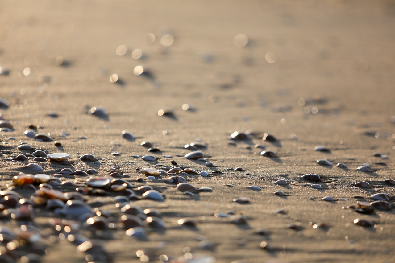 sea  beach  summer free photo