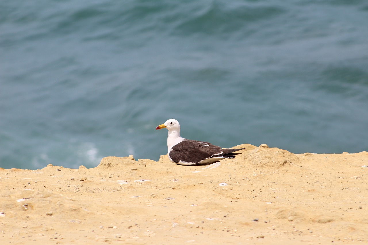 sea  costa  beach free photo