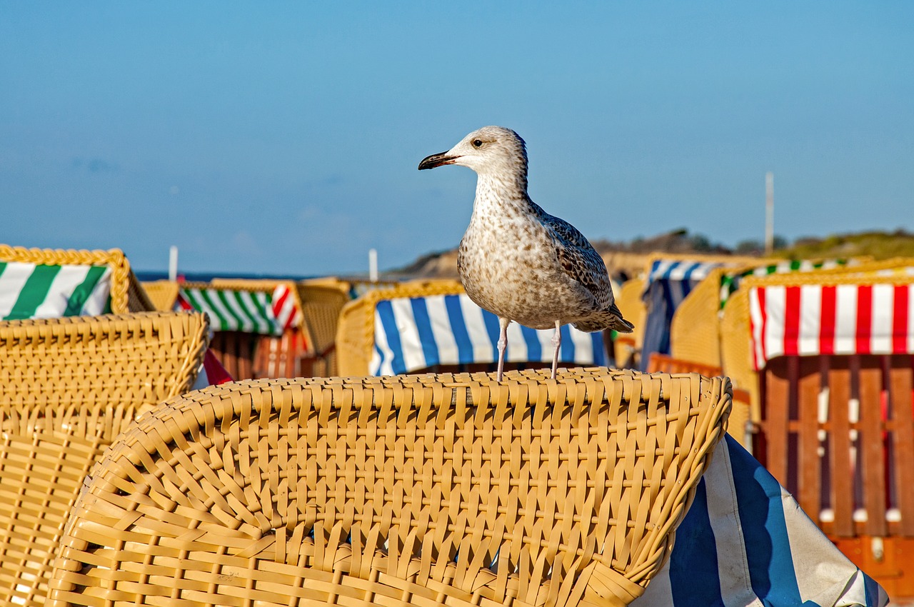 sea  seagull  summer free photo