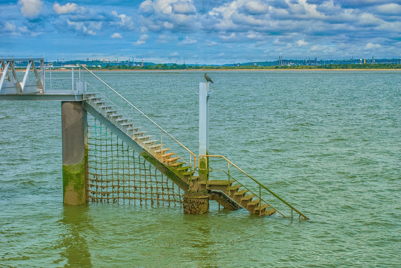 sea  bridge  bird free photo