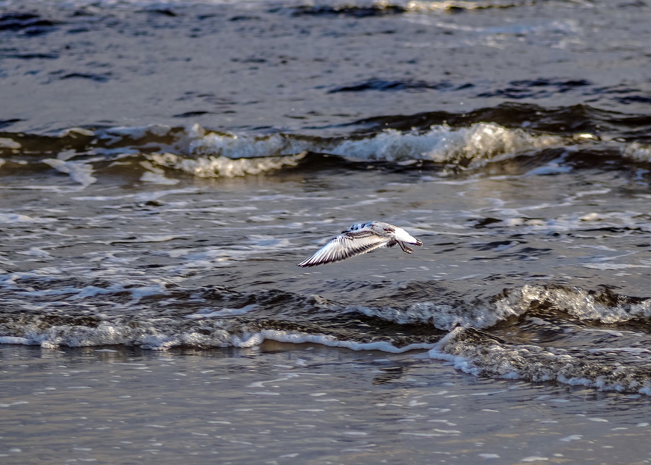sea  seagull  the waves free photo