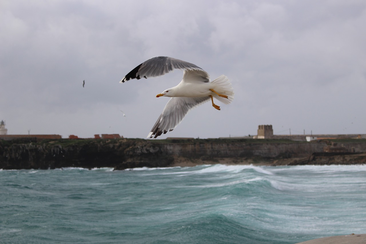 sea  bird  rocks free photo