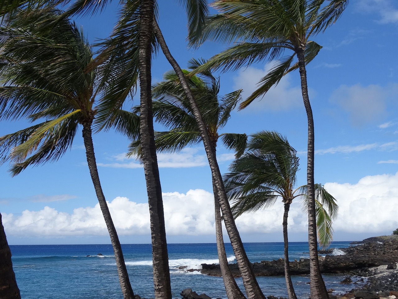 sea ocean palm trees free photo