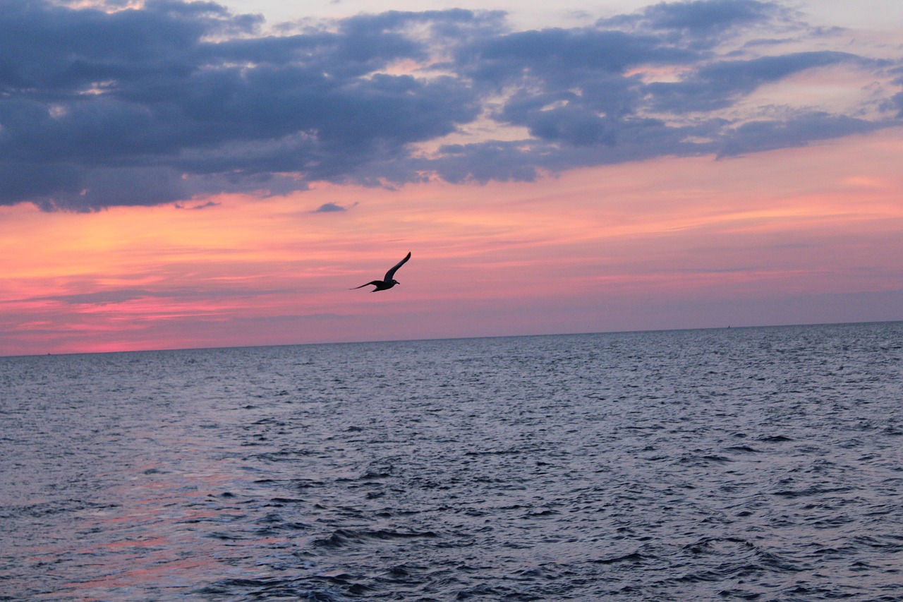 sea  the baltic sea  sea bird free photo