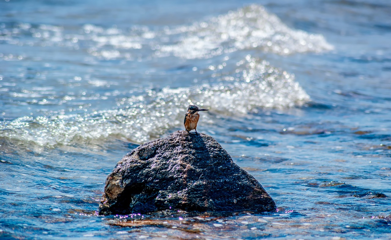 sea  bird  nature free photo