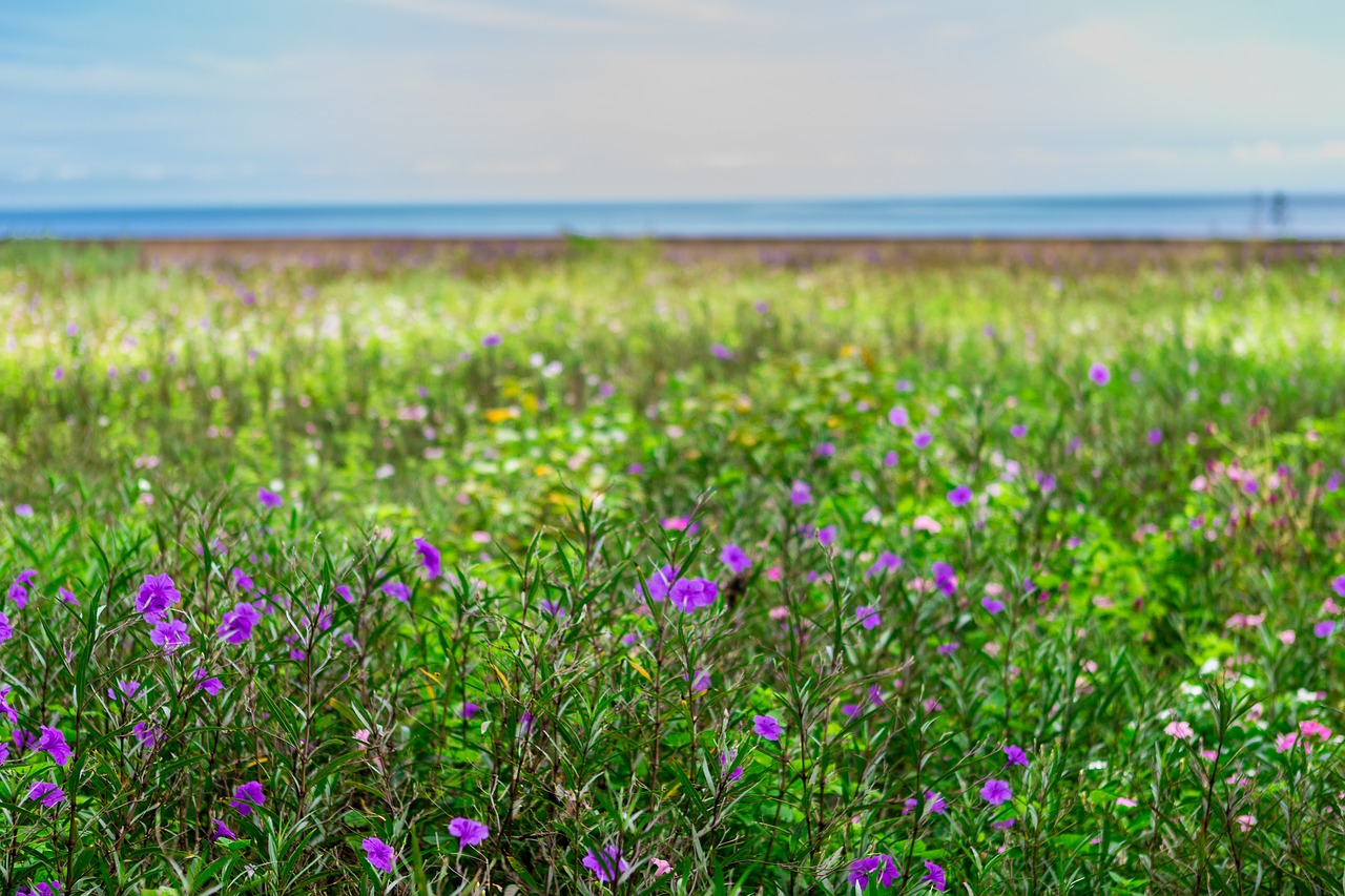 sea  flowers  nature free photo