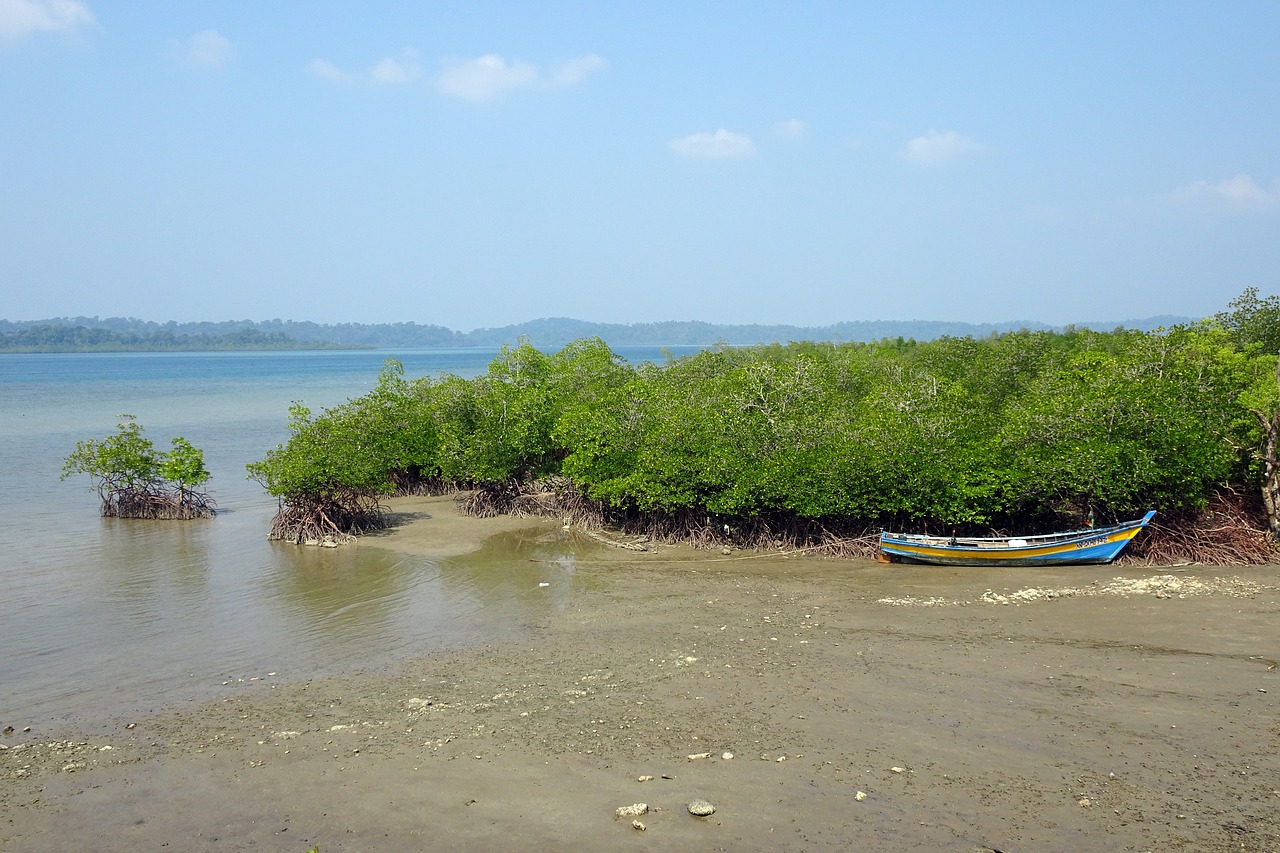 sea  coast  mangroves free photo