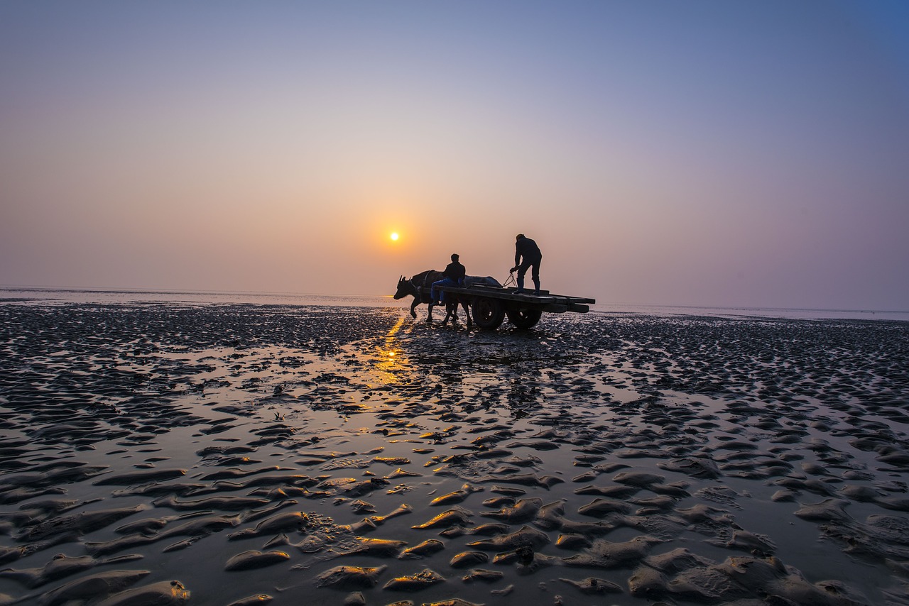 sea  cattle car  beach free photo