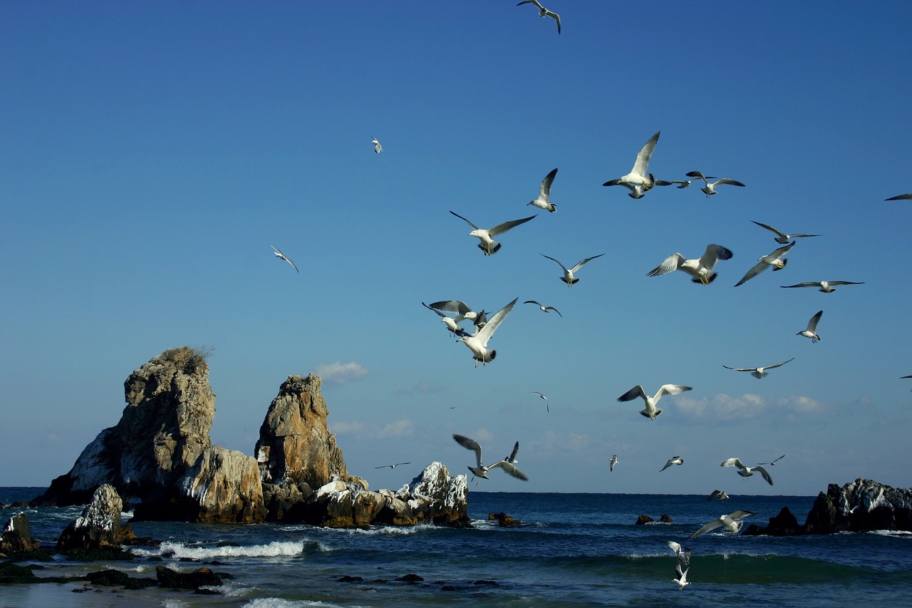 sea  rock  geese free photo