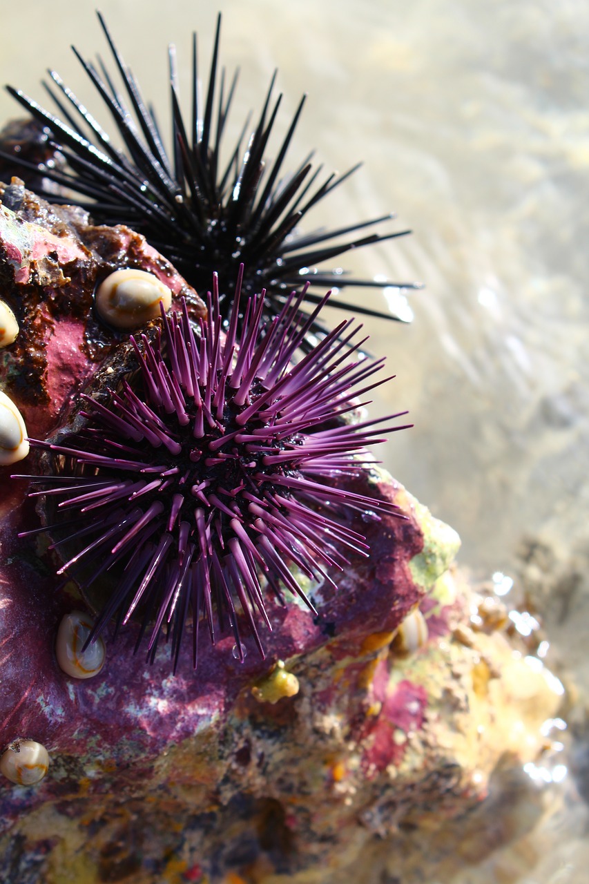 sea  sea food  urchin free photo