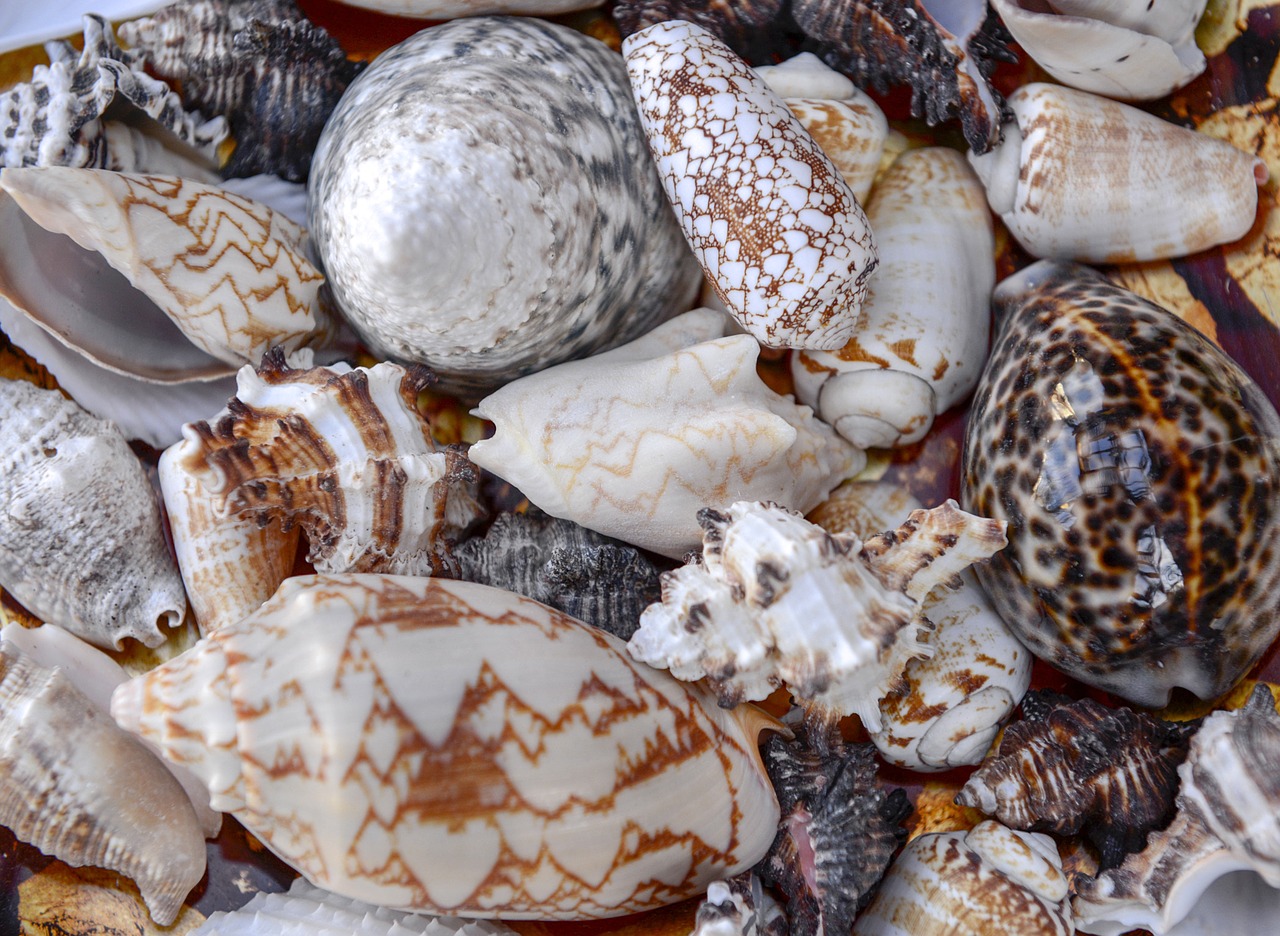 sea  shells  nature free photo