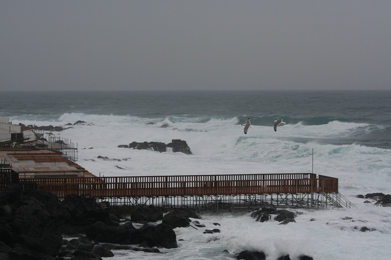 sea  jetty  seagulls free photo