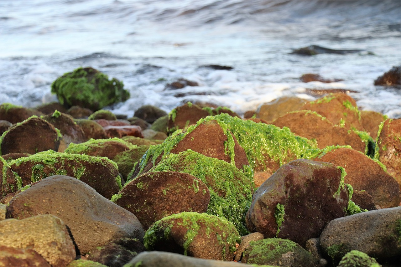 sea  stones  ocean free photo