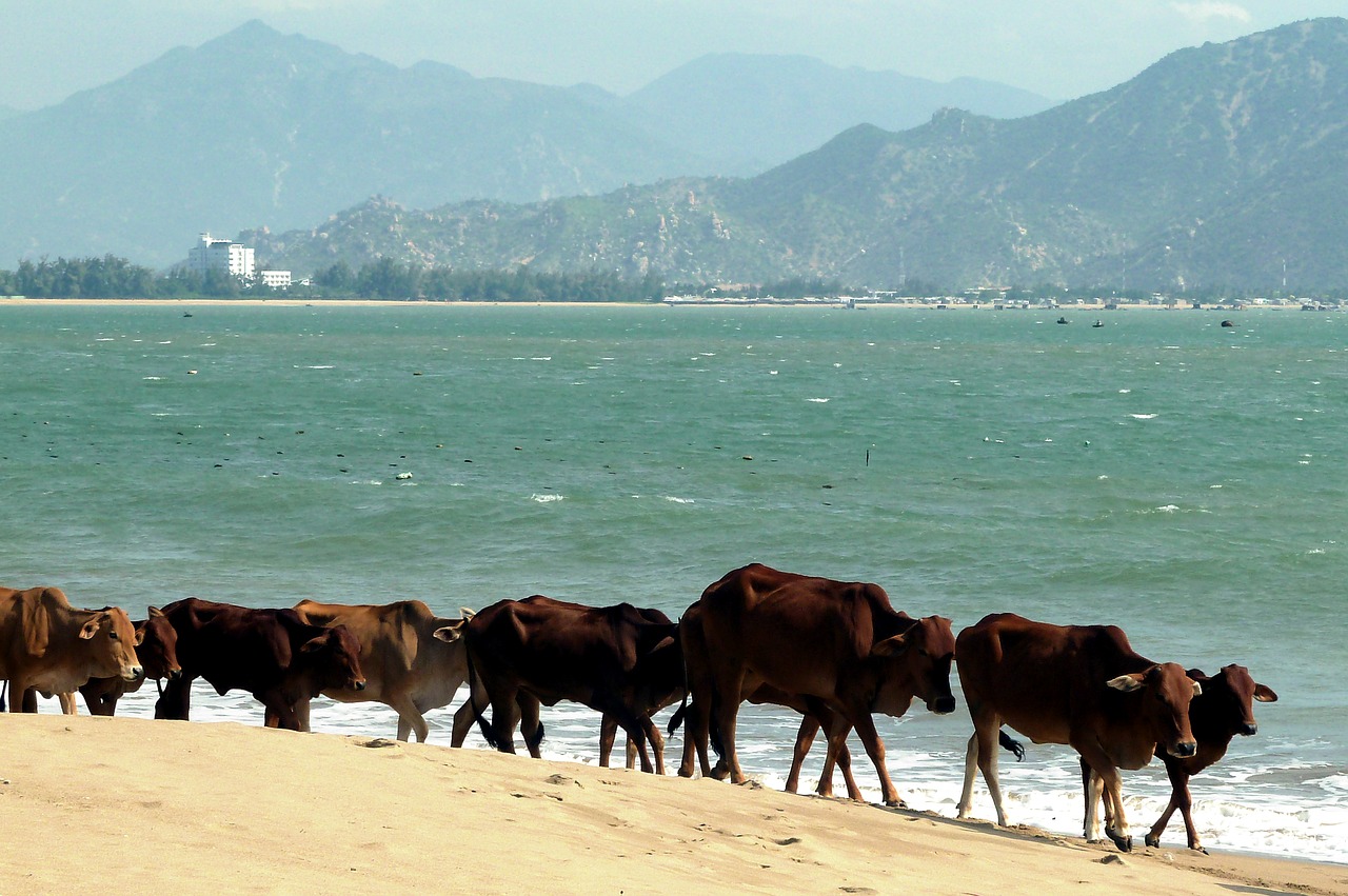 sea  vietnam  vacations free photo