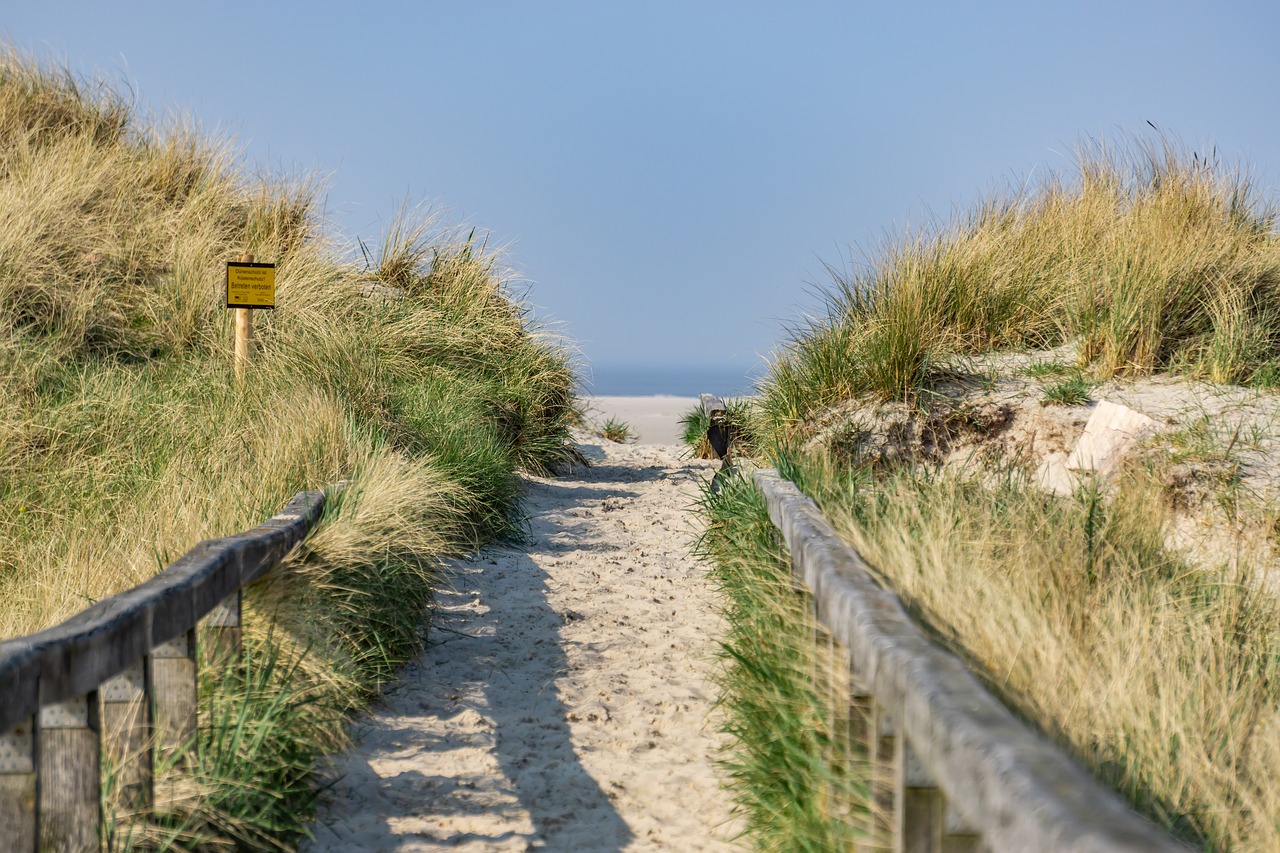 sea  beach  sand free photo