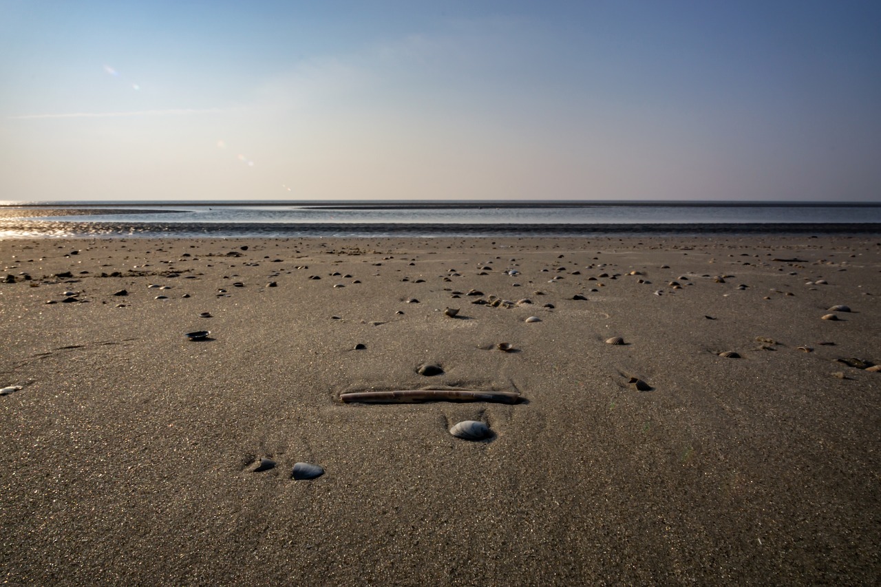 sea  beach  sand free photo