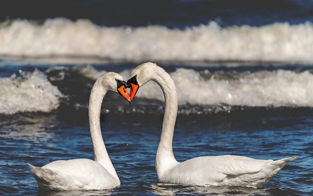 sea  swans  swan free photo