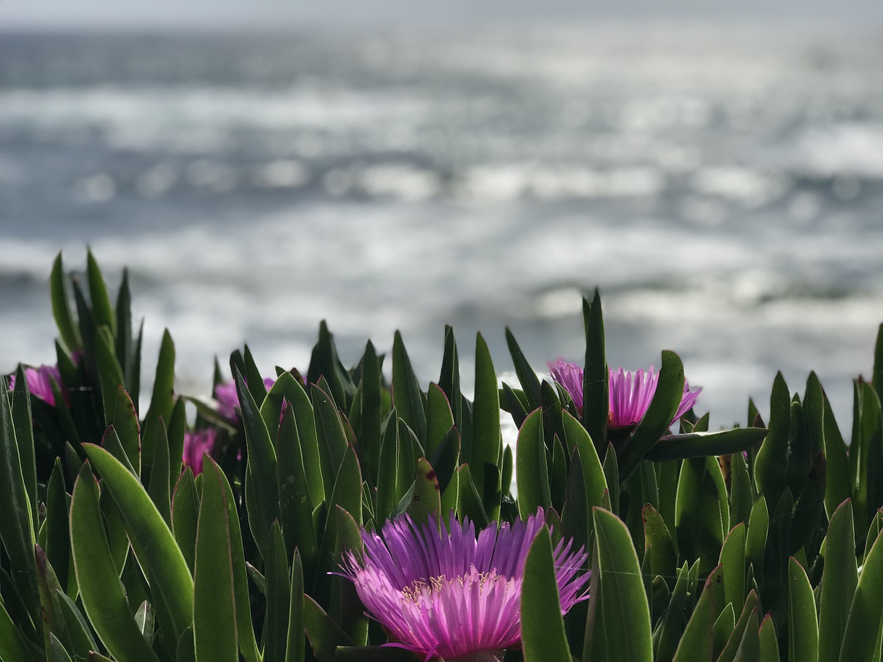 sea  flower  light free photo