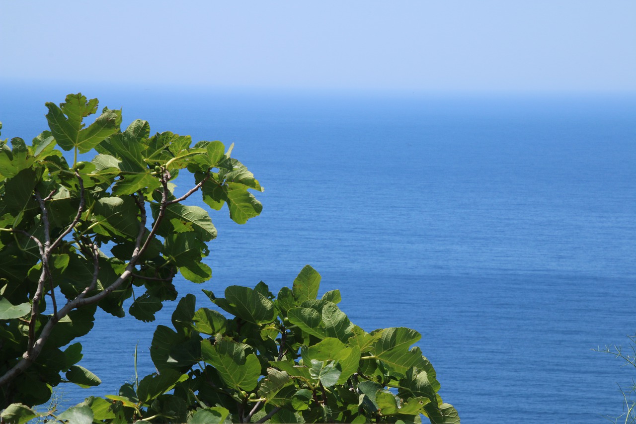 sea  nature  figs free photo