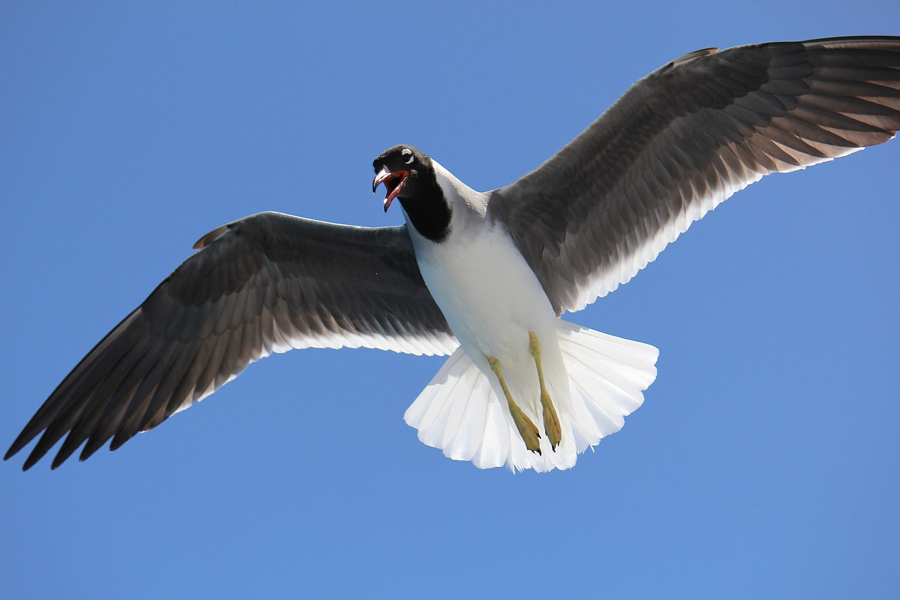 sea  gulls  sky free photo