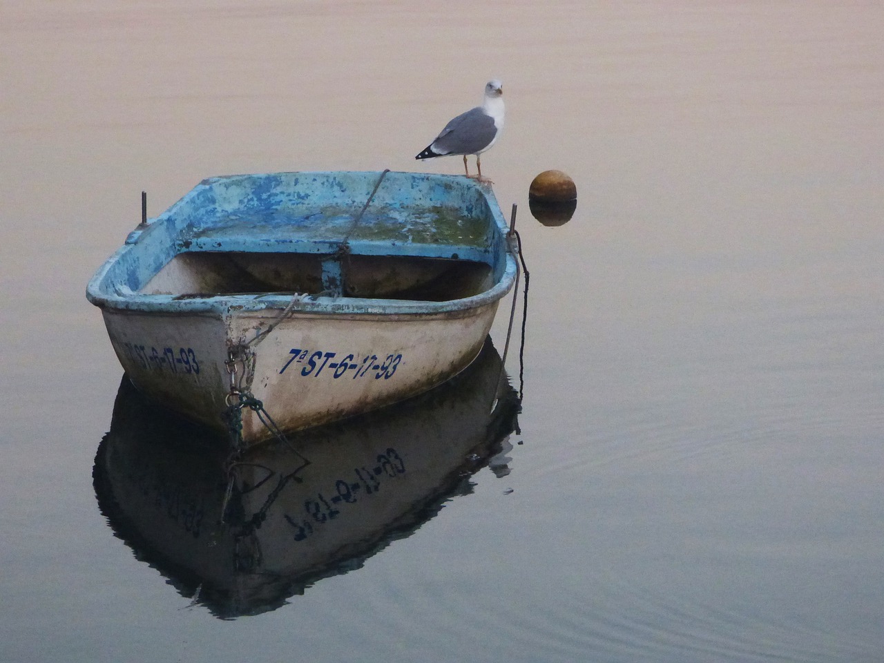 sea  seagull  barca free photo