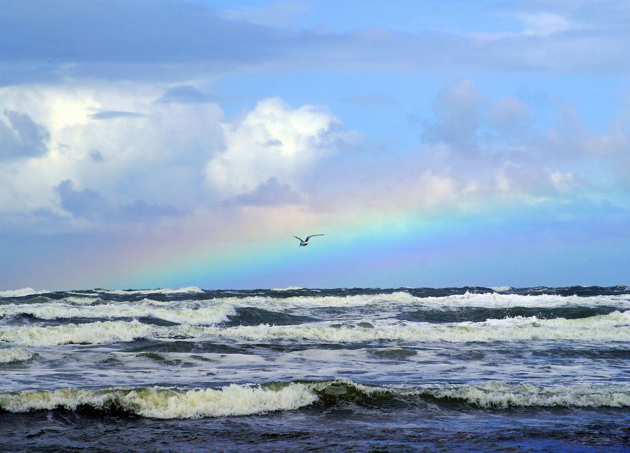 sea rainbow seagull free photo