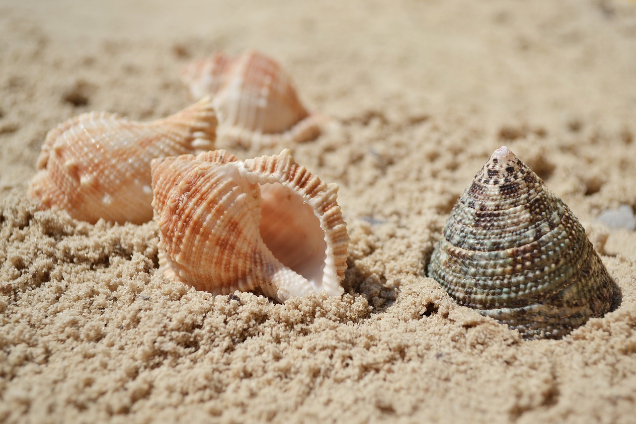 sea  seashells  sand free photo