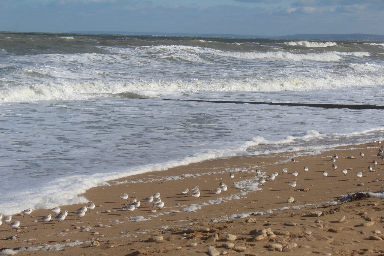 sea  storm  sand free photo