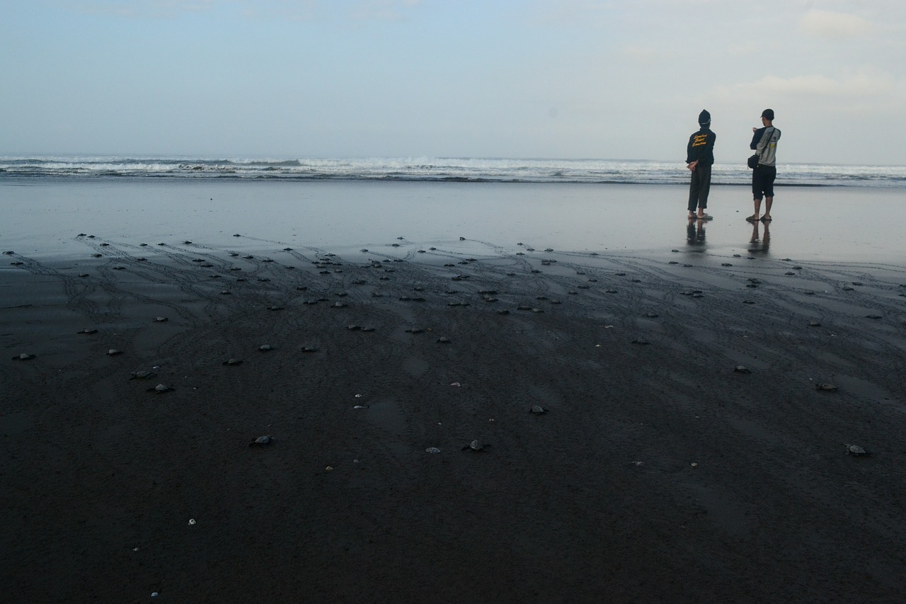 sea morning beach free photo