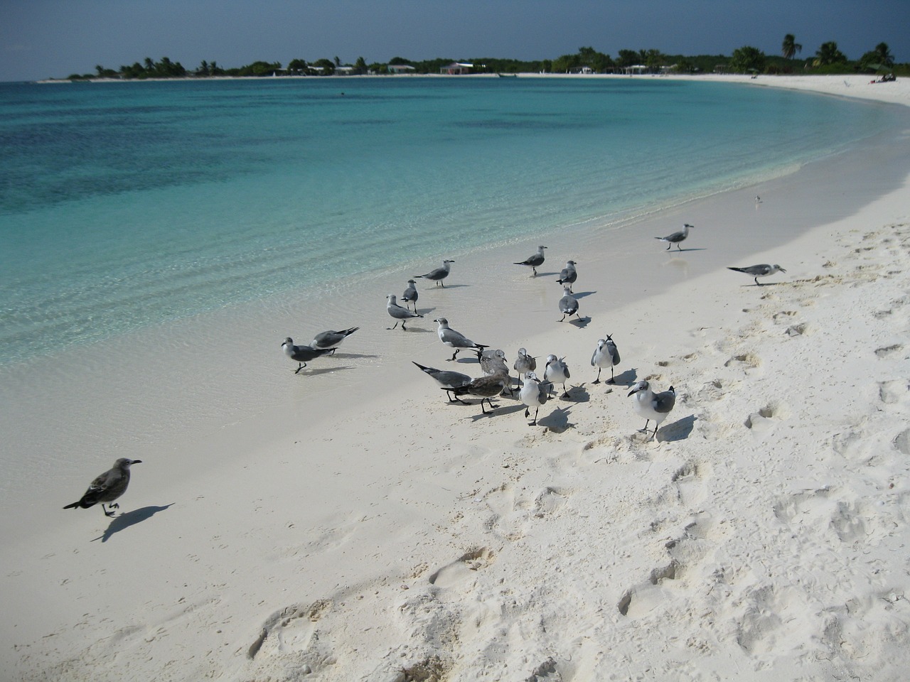 sea beach seagulls free photo
