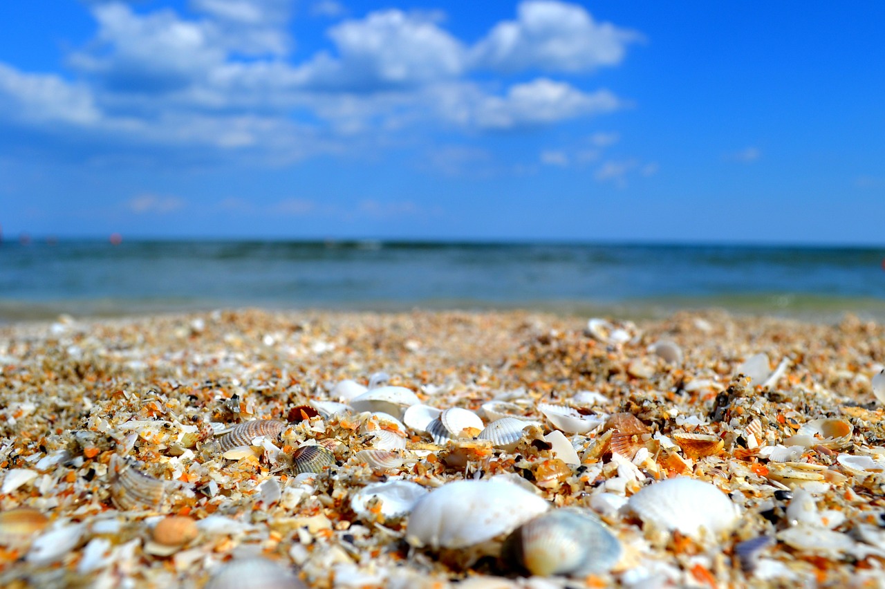 sea shells seaside free photo