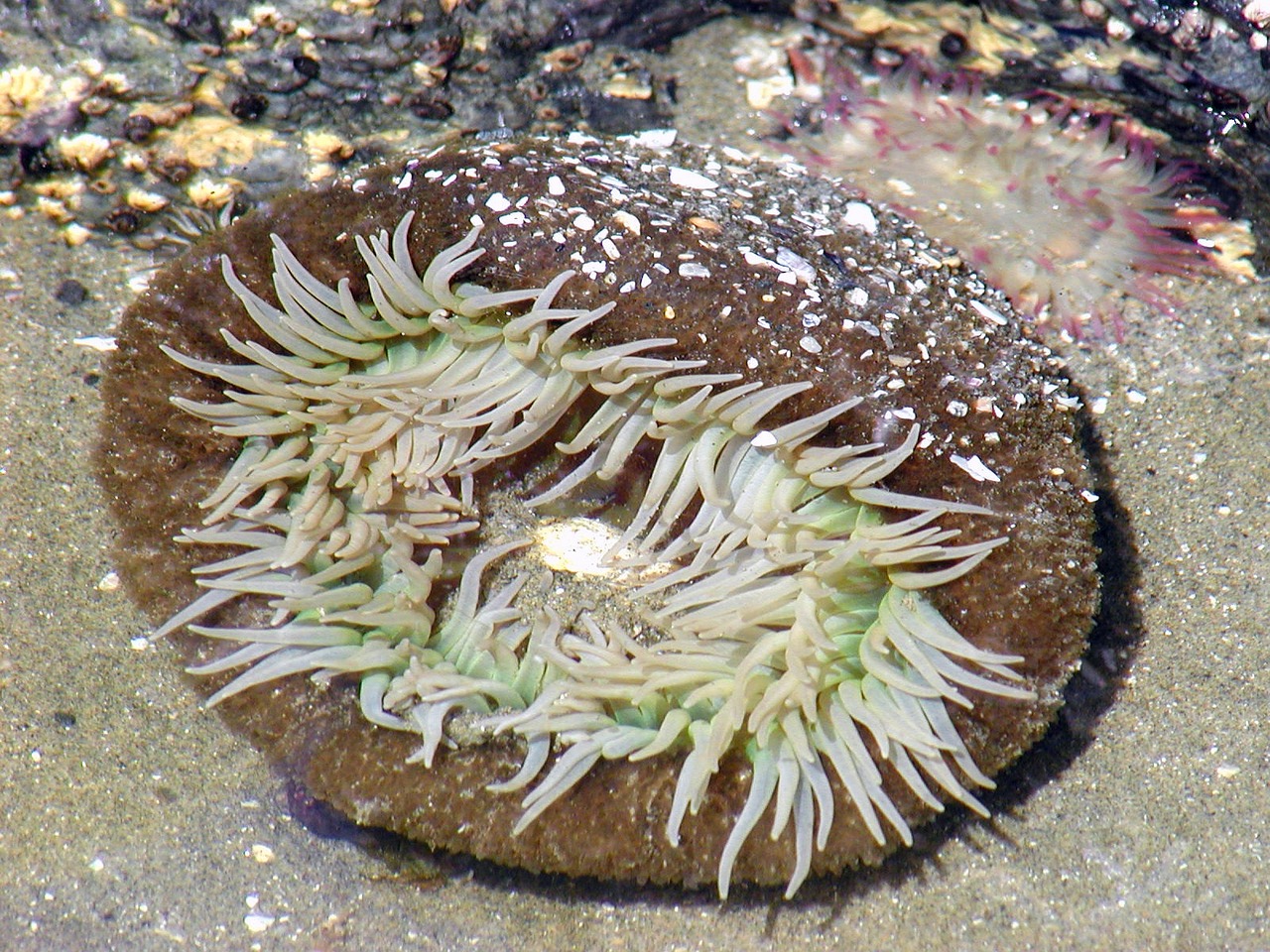 sea anemone underwater free photo