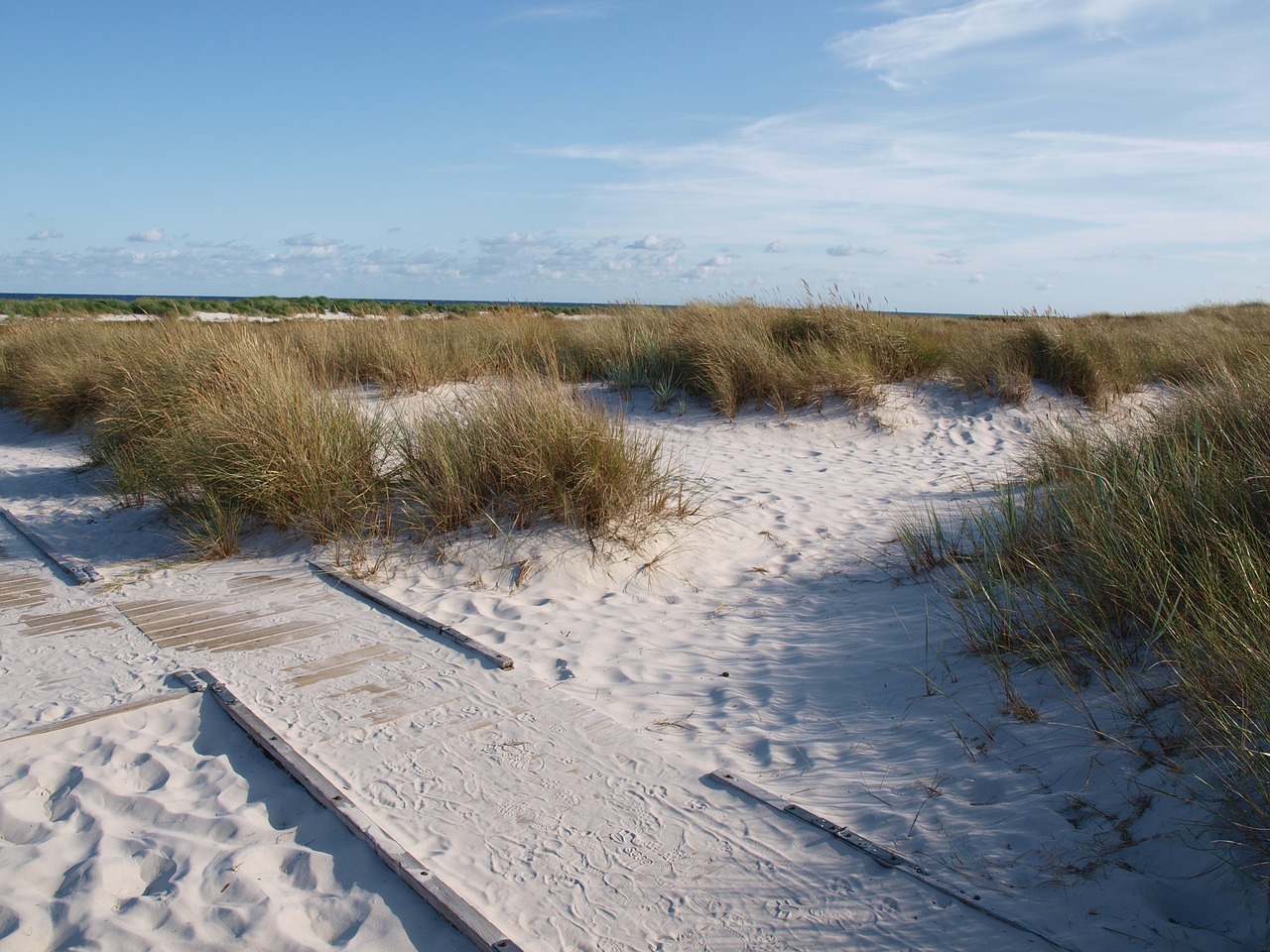sea dune dune grass free photo