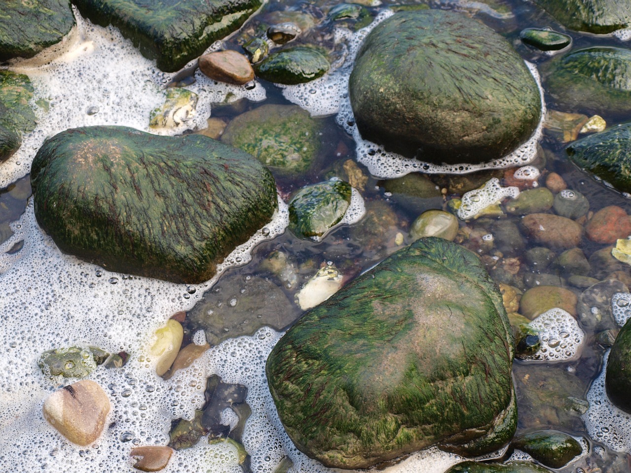 sea stones seaweed free photo