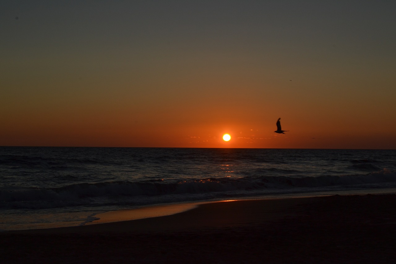 sea seagull sunset free photo