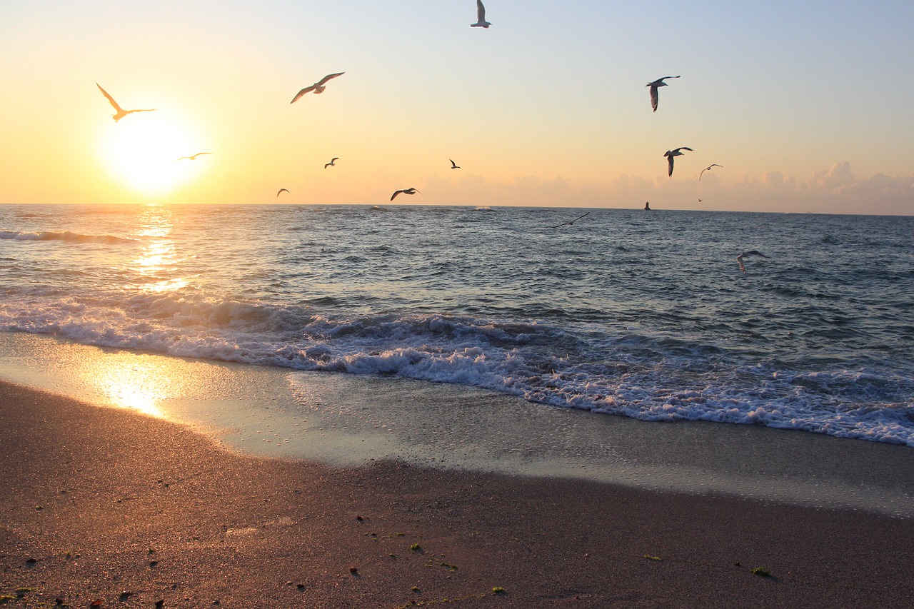 sea bulgaria seagulls free photo