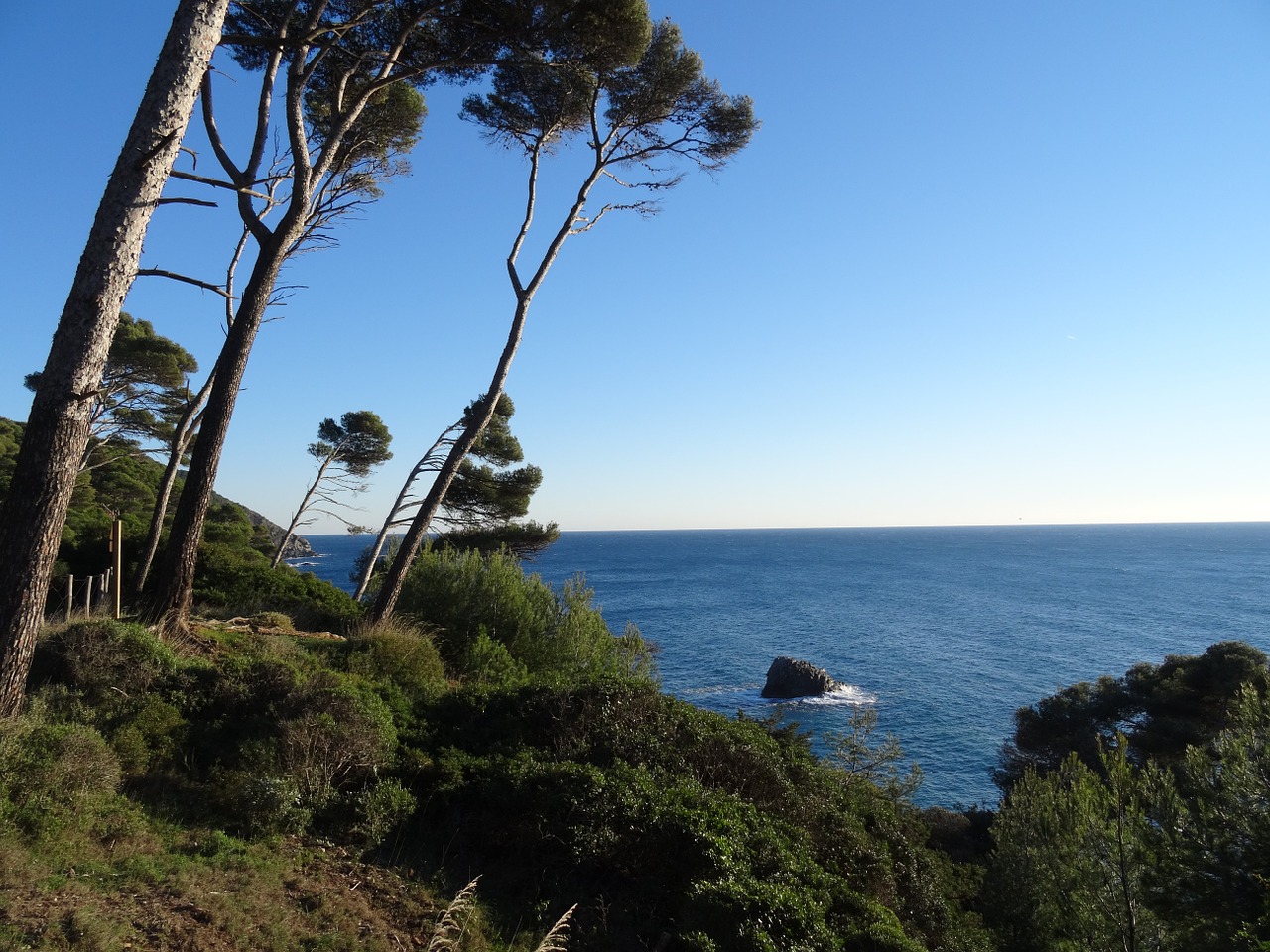 sea pine landscape free photo