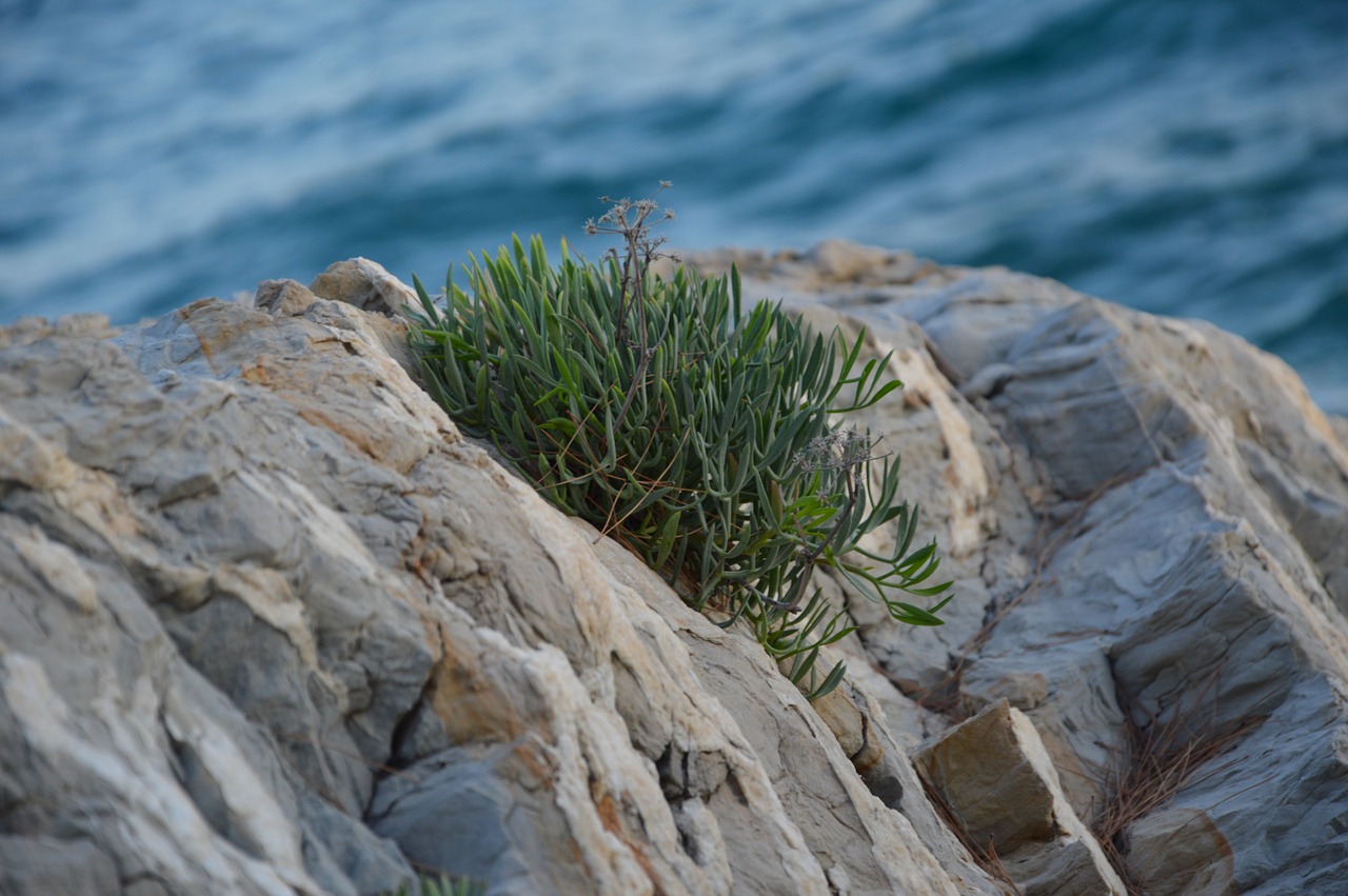 sea water rocks free photo