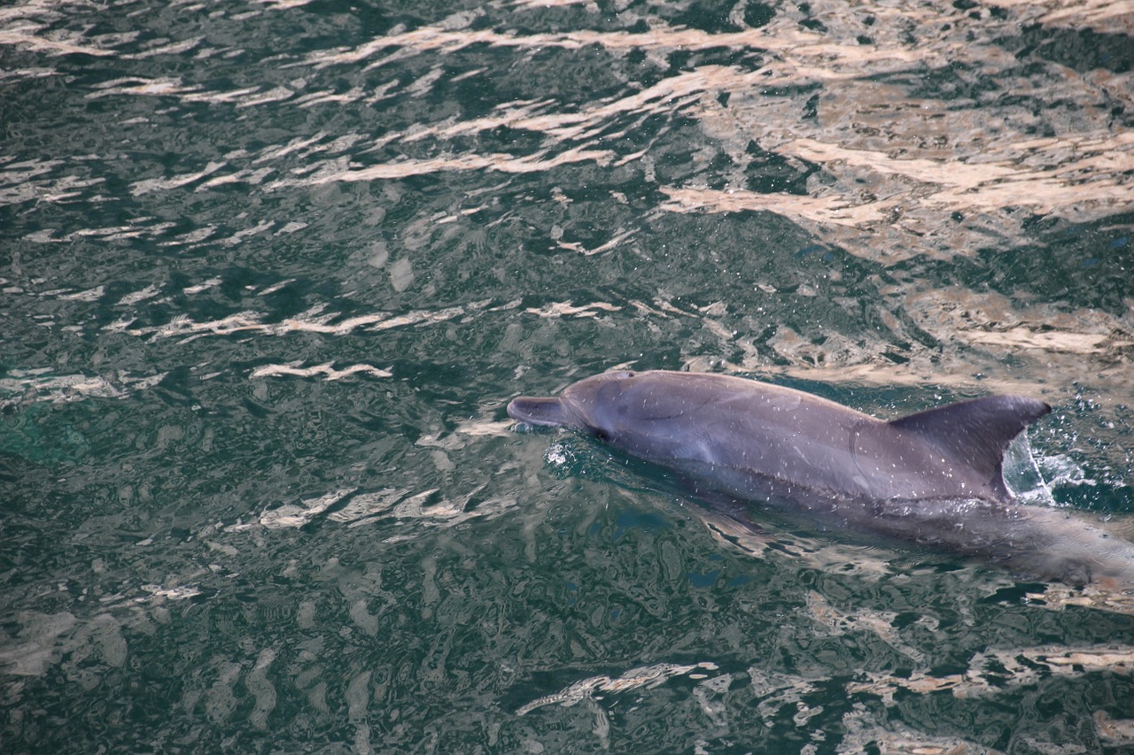 sea water dolphins free photo