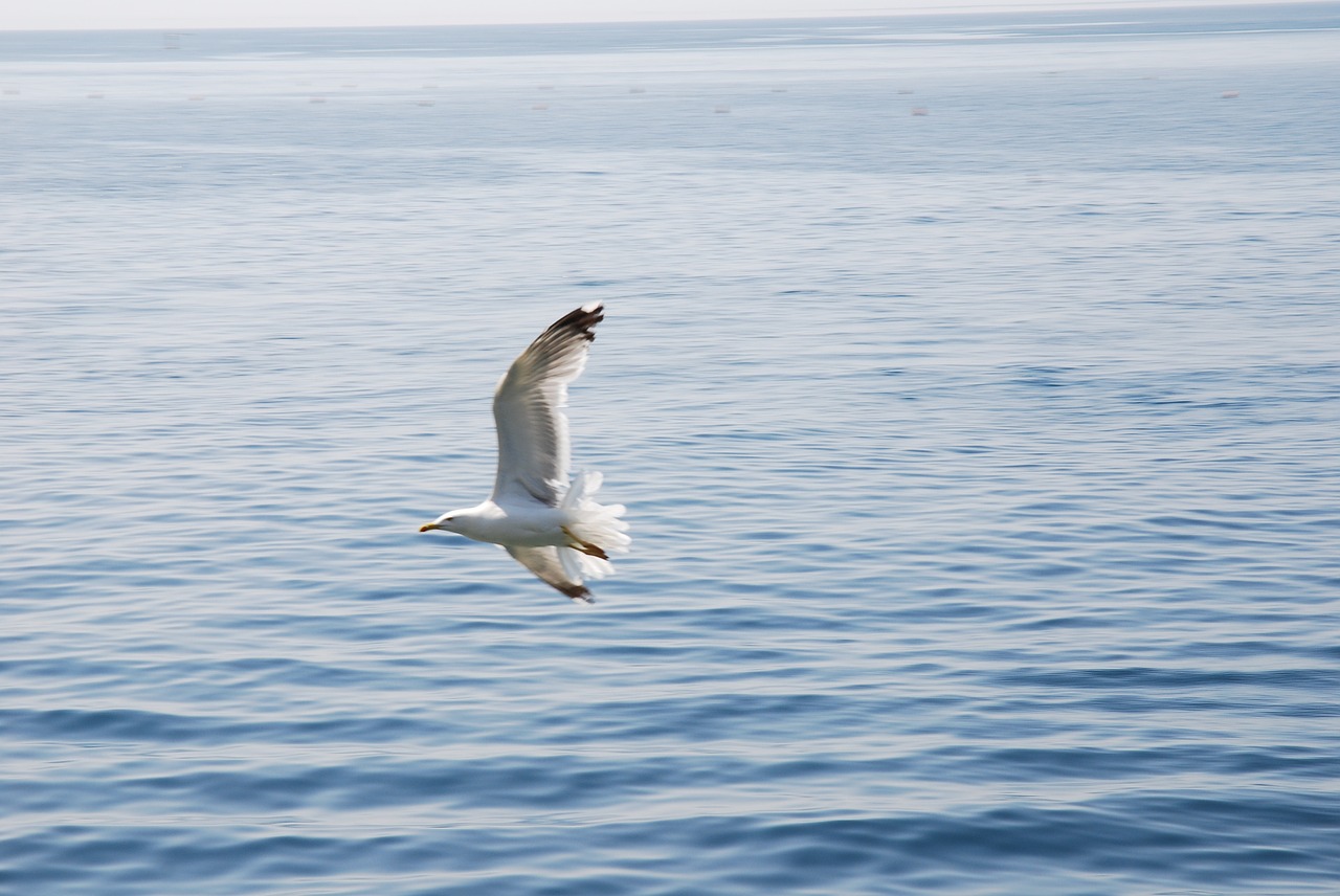 sea mediterranean gull free photo