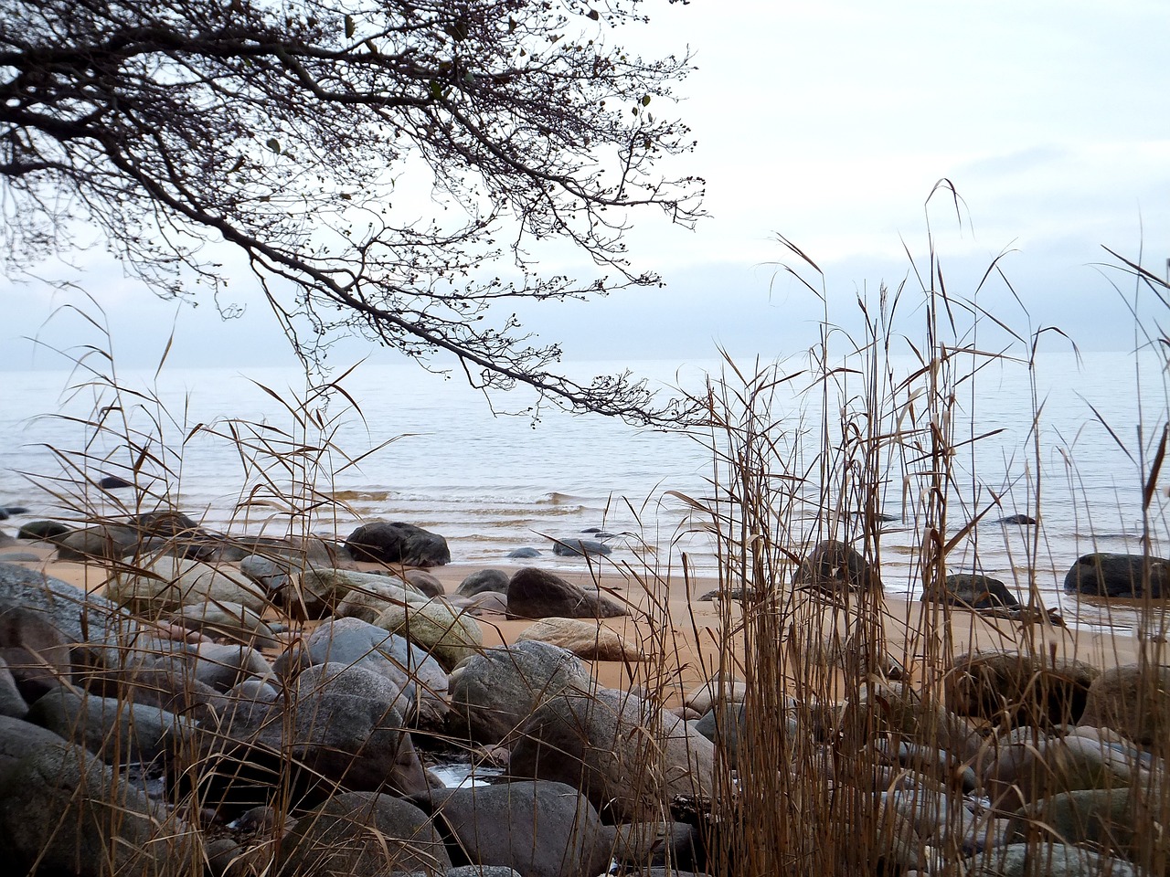 sea water tree free photo