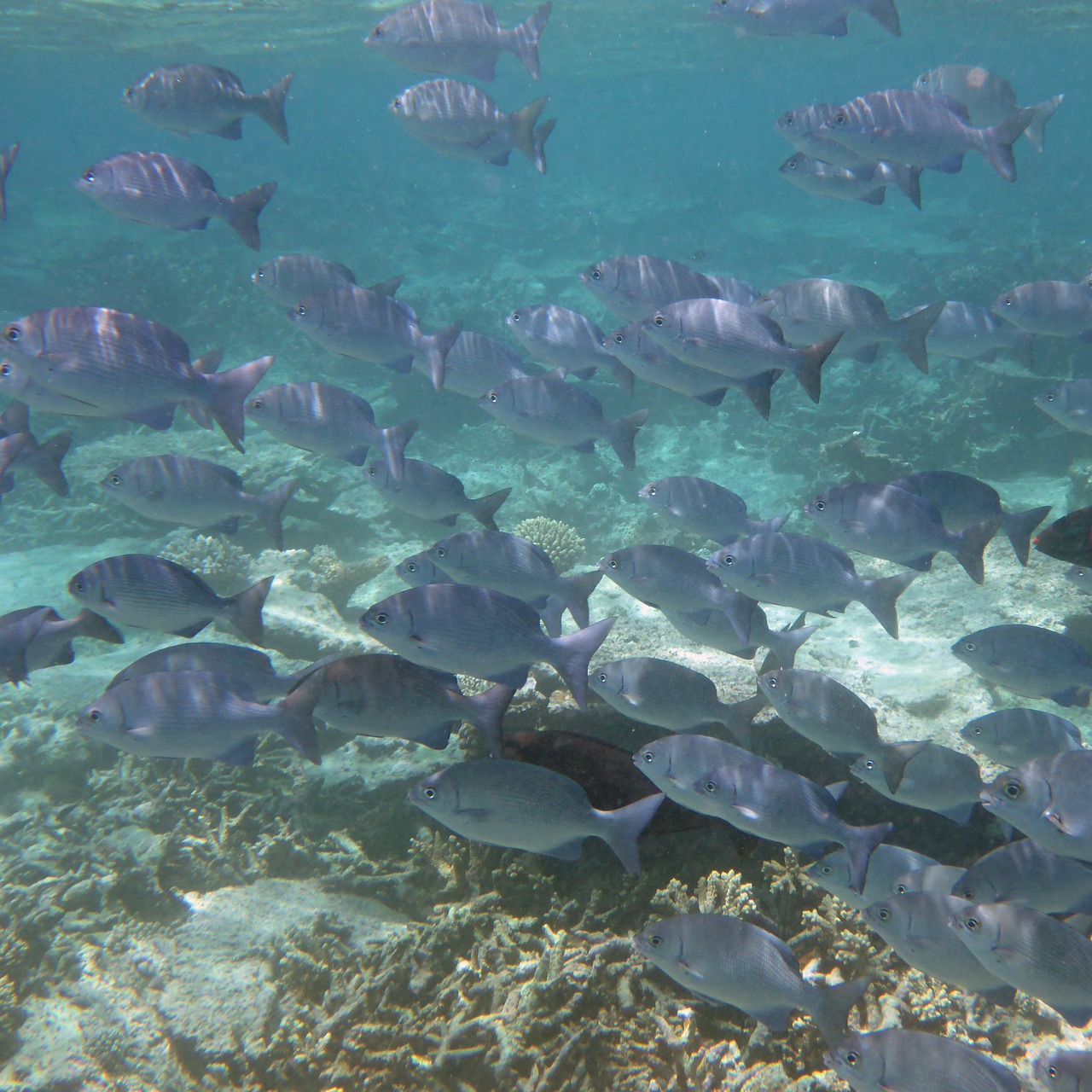 sea fish fish swarm free photo
