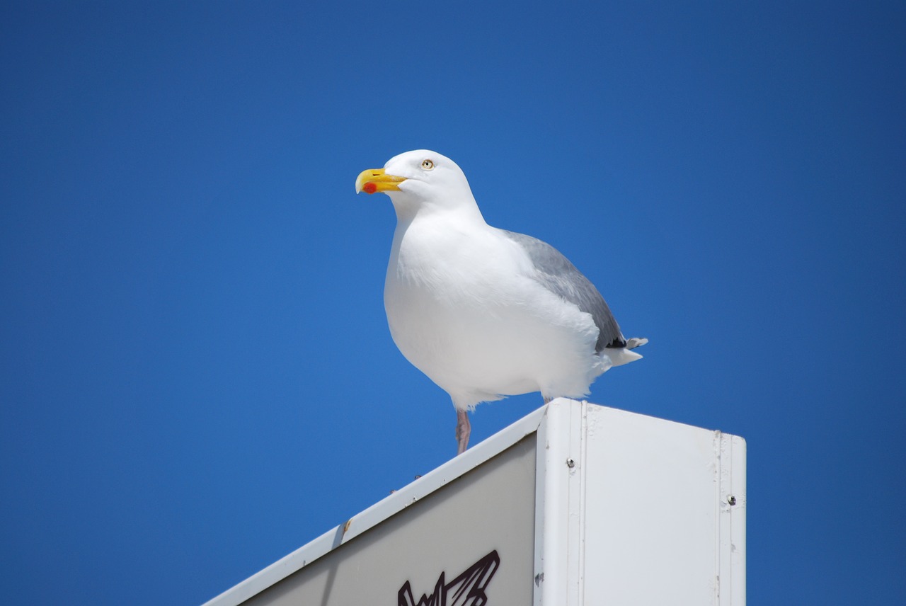 sea nature bird free photo