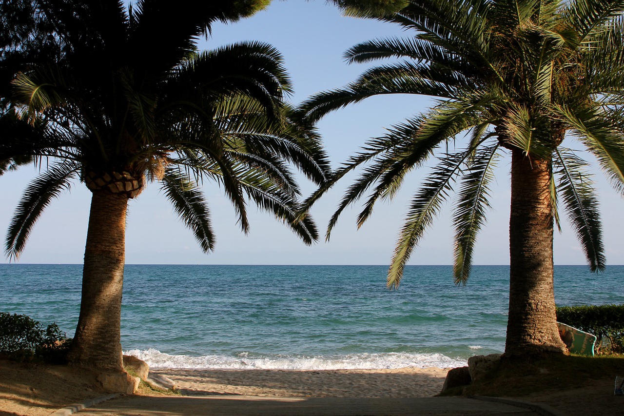 sea palm beach free photo